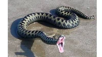 जगातल्या या देशात एकही साप नाही, सांगा कोणता आहे हा देश?