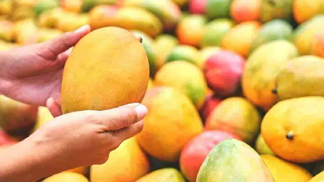 Karnataka Mango : विधानसभा निवडणुकीत दिसला कर्नाटकी राग! पण चाखलेत का हे 7 आंबे खास