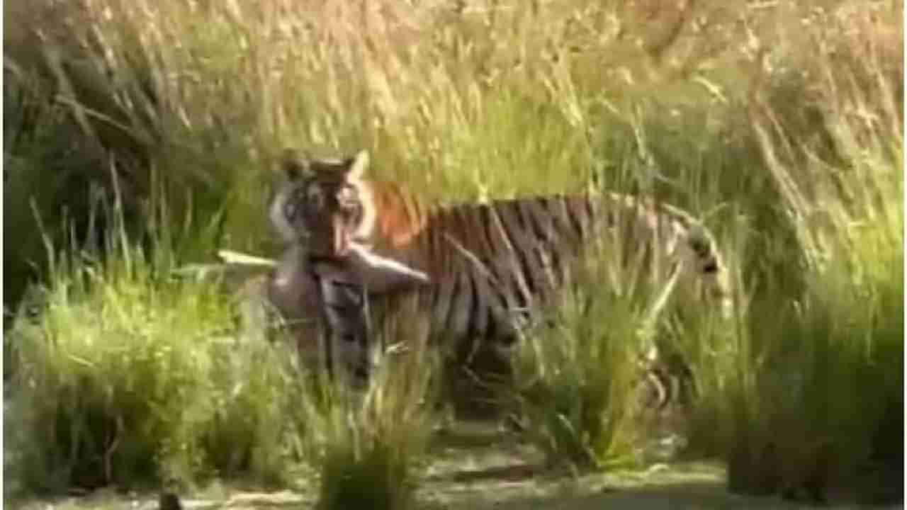 Video | झाडाझुडपात लपून बसलेल्या वाघाने हरणावर अचानक केला हल्ला, व्हिडीओ पाहून