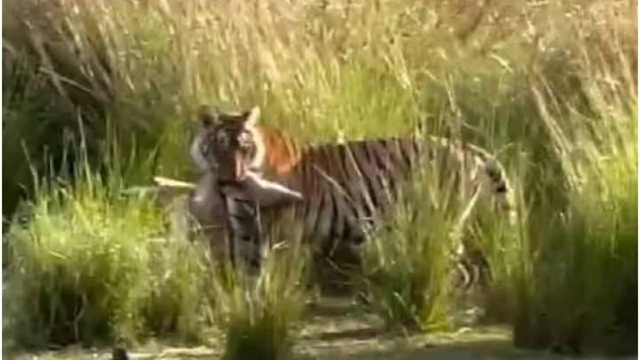 Video | झाडाझुडपात लपून बसलेल्या वाघाने हरणावर अचानक केला हल्ला, व्हिडीओ पाहून