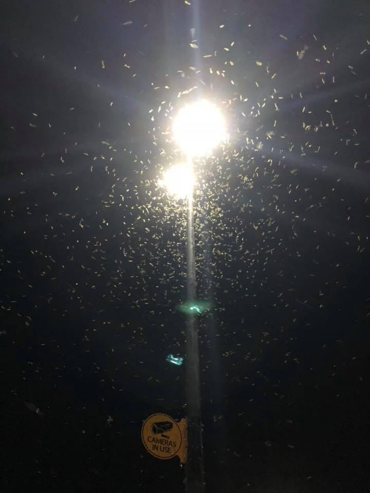 light 3