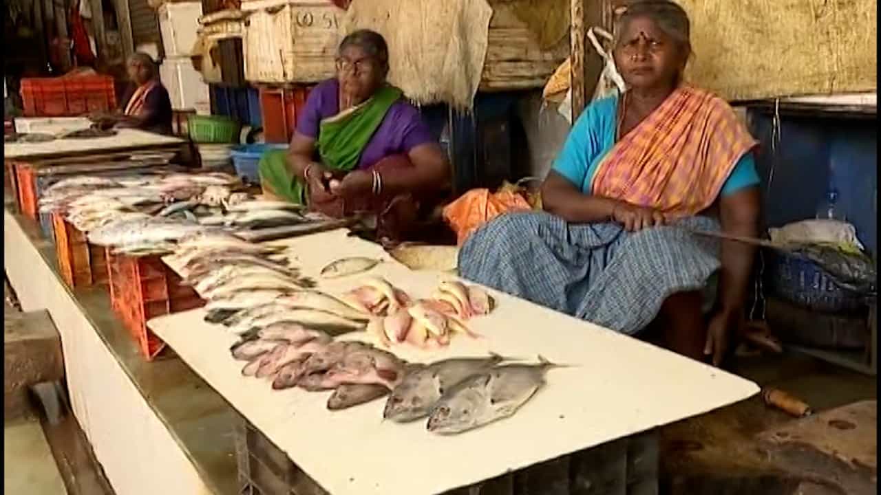 समुद्रात बोंबिलही जाळ्यात सापडेना? खव्वयांसह मच्छिमारांची चिंता वाढली; काय होतय मुंबईत?