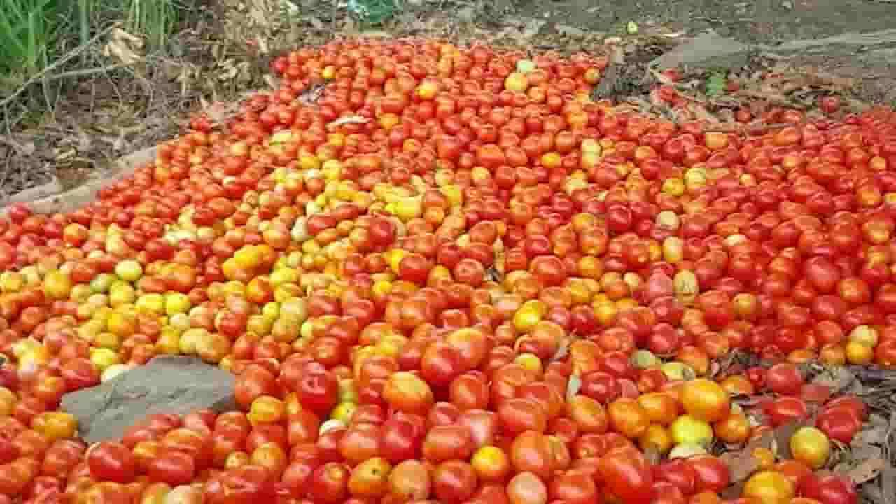 हवालदिल झालेल्या शेतकऱ्याचा संताप अनावर, टोमॅटो रस्त्याच्या कडेला फेकले; पण का?