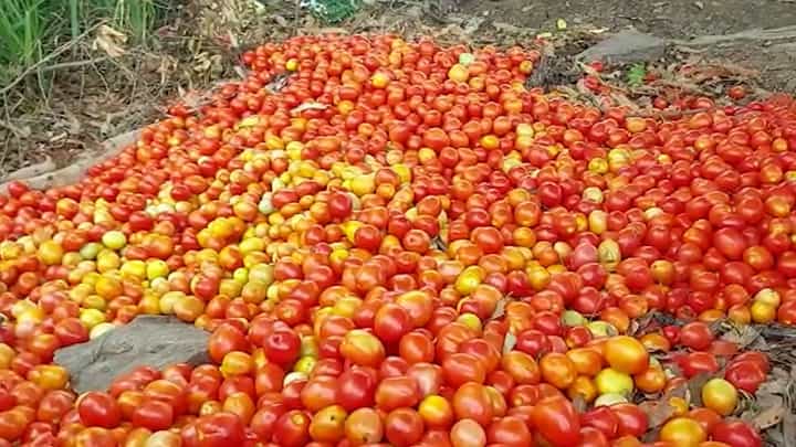 हवालदिल झालेल्या शेतकऱ्याचा संताप अनावर, टोमॅटो रस्त्याच्या कडेला फेकले; पण का? हवालदिल झालेल्या शेतकऱ्याचा संताप अनावर, टोमॅटो रस्त्याच्या कडेला फेकले; पण का?