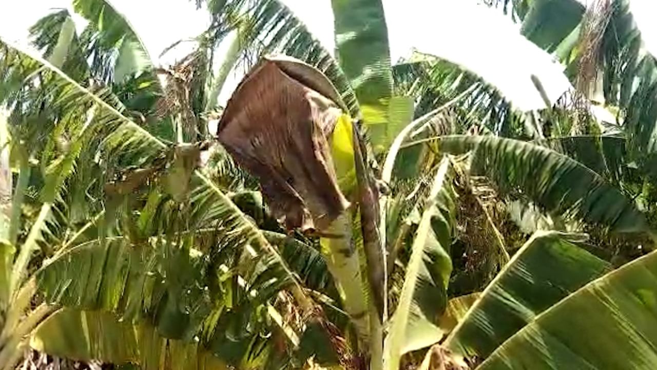 त्यातच जिल्ह्यातील महत्त्वाचे पीक मानल्या जाणाऱ्या केळी पिकालाही उष्णतेचा फटका बसत आहे. 