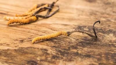 Himalayan Keeda Jadi : या बुरशीला सोन्यापेक्षा जास्त भाव! एका किलोसाठी मोजावे लागतात 20 लाख