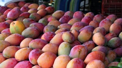 आंबे खरेदी करताय? या टिप्स करा फॉलो, ओळखा कृत्रिम आणि नैसर्गिक आंब्यांमधील फरक