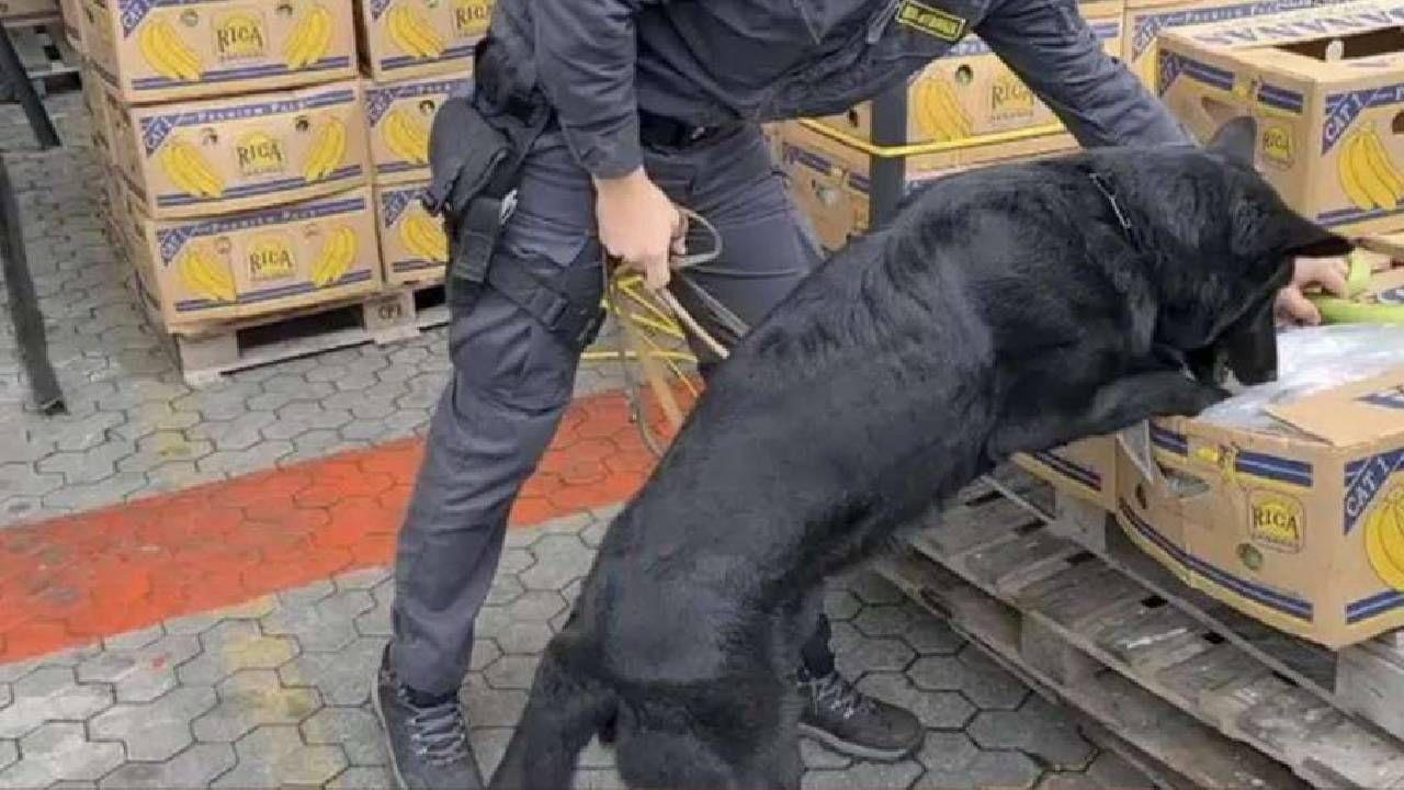 Police Dog : पोलिस डॉगची कमाल! 70 टन केळींच्या घडातून असे अलगद शोधले हजारो कोटींचे अंमली पदार्थ
