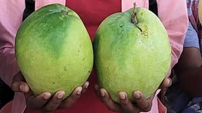 काय सांगता, अडीच किलोचा एकच आंबा, मग या आंब्याला नाव तरी दिले काय?