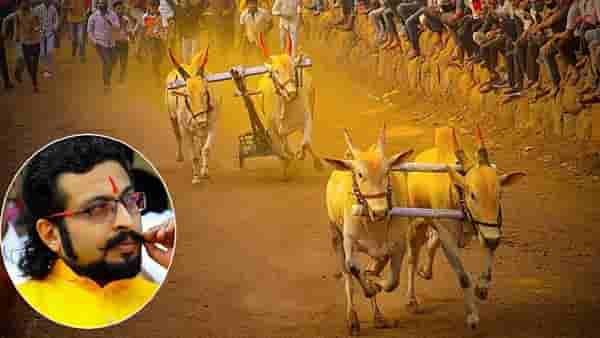 भिर्रर्रर्र... बैल उधळणार... बैलगाडा शर्यतीला परवानगी मिळताच अमोल कोल्हे म्हणाले, भल्या भल्यांनी...