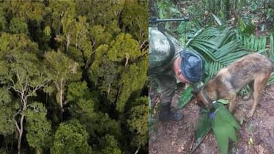 देव तारी त्याला... ! 11 महिन्यांच्या चिमुकल्यासह 4 मुलं 16 दिवसांनी जंगलात जिवंत सापडली, विमान दुर्घटनेत झाली होती बेपत्ता