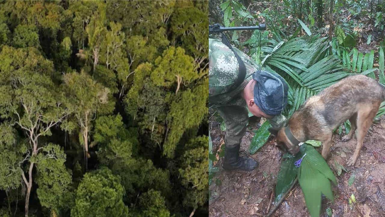 देव तारी त्याला... ! 11 महिन्यांच्या चिमुकल्यासह 4 मुलं 16 दिवसांनी जंगलात जिवंत सापडली, विमान दुर्घटनेत झाली होती बेपत्ता
