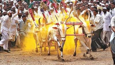 Bullock Cart Race : मोठी बातमी! सर्वोच्च न्यायालयाचा सर्वोच्च निर्णय; राज्यात घुमणार पुन्हा एकदा हुर्ररराची आरोळी; श्रेय वादावर भाजप आमदाराचे वक्तव्य