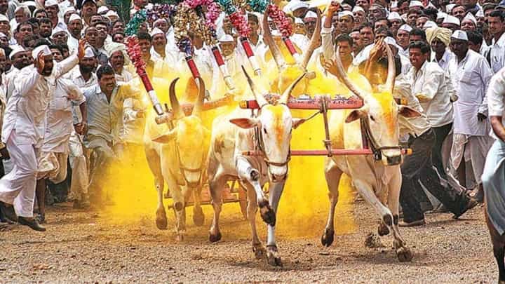 Bullock Cart Race : मोठी बातमी! सर्वोच्च न्यायालयाचा सर्वोच्च निर्णय; राज्यात घुमणार पुन्हा एकदा हुर्ररराची आरोळी; श्रेय वादावर भाजप आमदाराचे वक्तव्य Bullock Cart Race : मोठी बातमी! सर्वोच्च न्यायालयाचा सर्वोच्च निर्णय; राज्यात घुमणार पुन्हा एकदा हुर्ररराची आरोळी; श्रेय वादावर भाजप आमदाराचे वक्तव्य