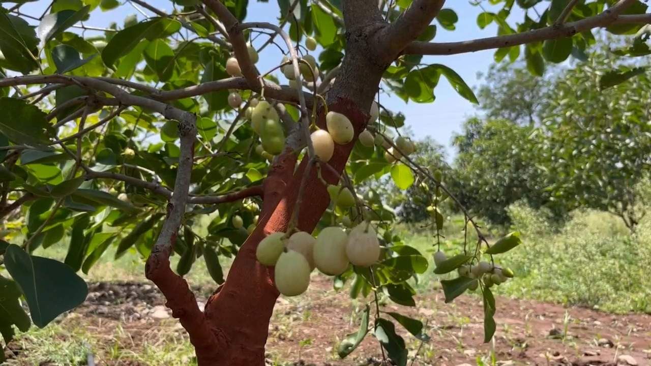 आयटीतील चांगल्या पगाराची नोकरी सोडली, पांढऱ्या जांभळाची बाग फुलवली, अशी झाली आर्थिक प्रगती