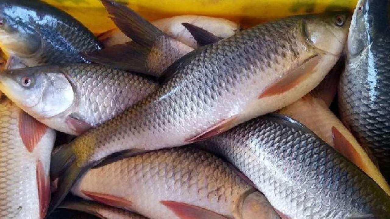 Fisheries : मत्सपालनाने यांचे बदलले नशीब, आता घेत आहेत लाखो रुपयांचे उत्पन्न