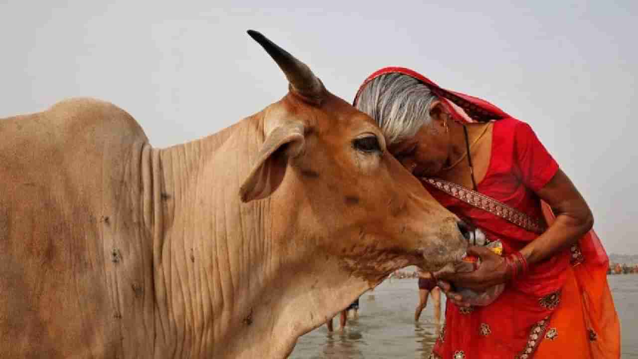 इथे माणसांप्रमाणेच जनावरांनाही दिली जाते रविवारची सुट्टी, अजूनही पाळली जाते 100 वर्षांपूर्वीची परंपरा