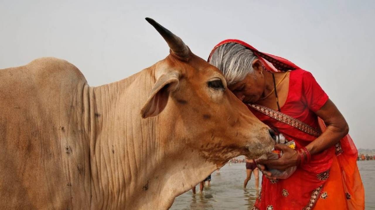 इथे माणसांप्रमाणेच जनावरांनाही दिली जाते रविवारची सुट्टी, अजूनही पाळली जाते 100 वर्षांपूर्वीची परंपरा