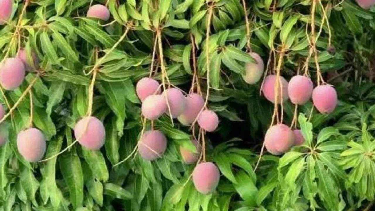 आमीर खान यांचा आंब्याचा बगीचा बघीतला का?, सलमानसह अनेक अभिनेत्यांनी चाखला या बगीच्यातील आंब्यांचा स्वाद