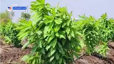 केळीची रोपं उन्हानं करपू नये म्हणून शेतकऱ्याचा जुगाड, नेमकं काय केलं?