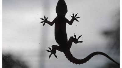 तुम्ही पालीला घाबरता? हा उपाय करून बघा