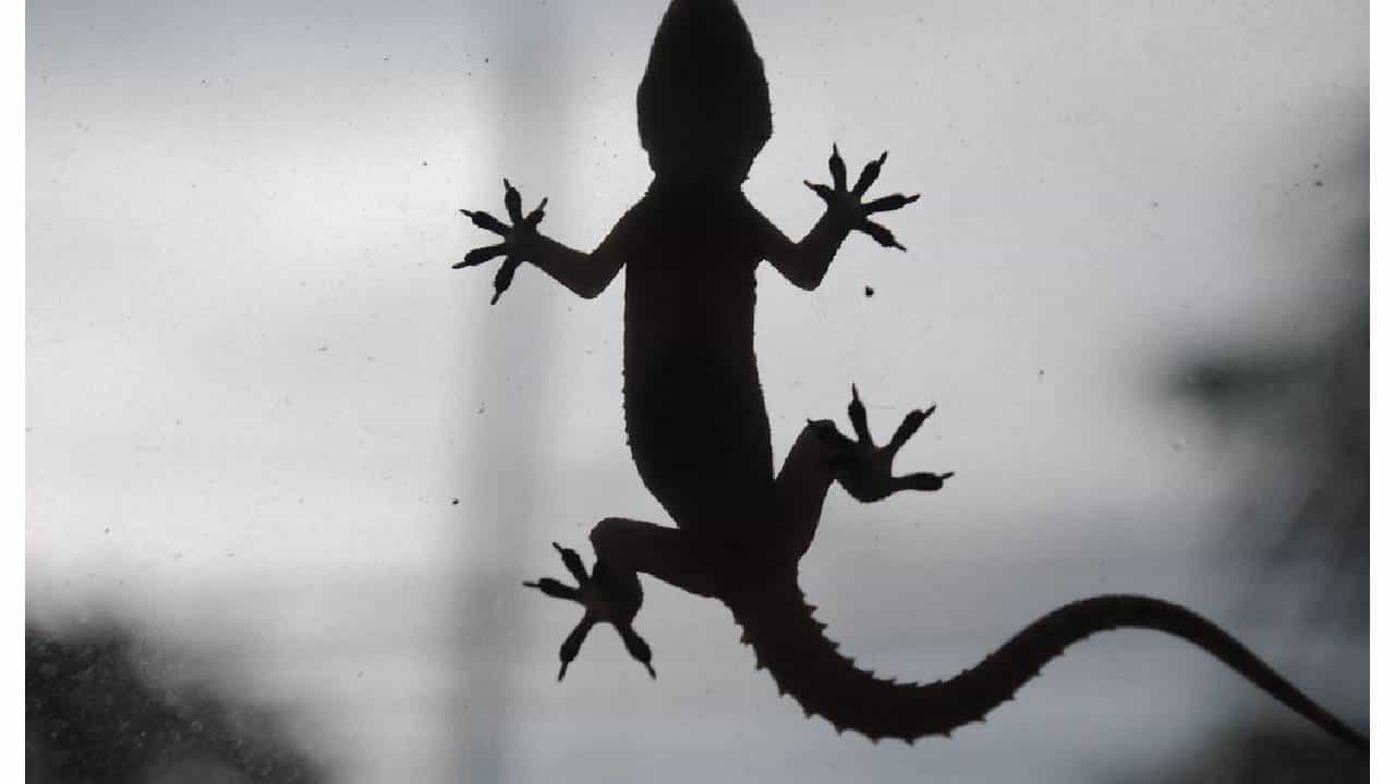 तुम्ही पालीला घाबरता? हा उपाय करून बघा