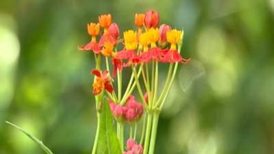 शहरांत ग्लोबल वॉर्मिंगचे दुष्परिणाम जास्त, काय करता येईल उपाययोजना? विजय पाटील यांनी सांगितले