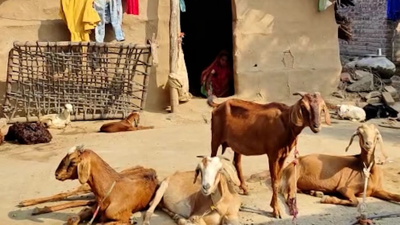 nandurbar farmer