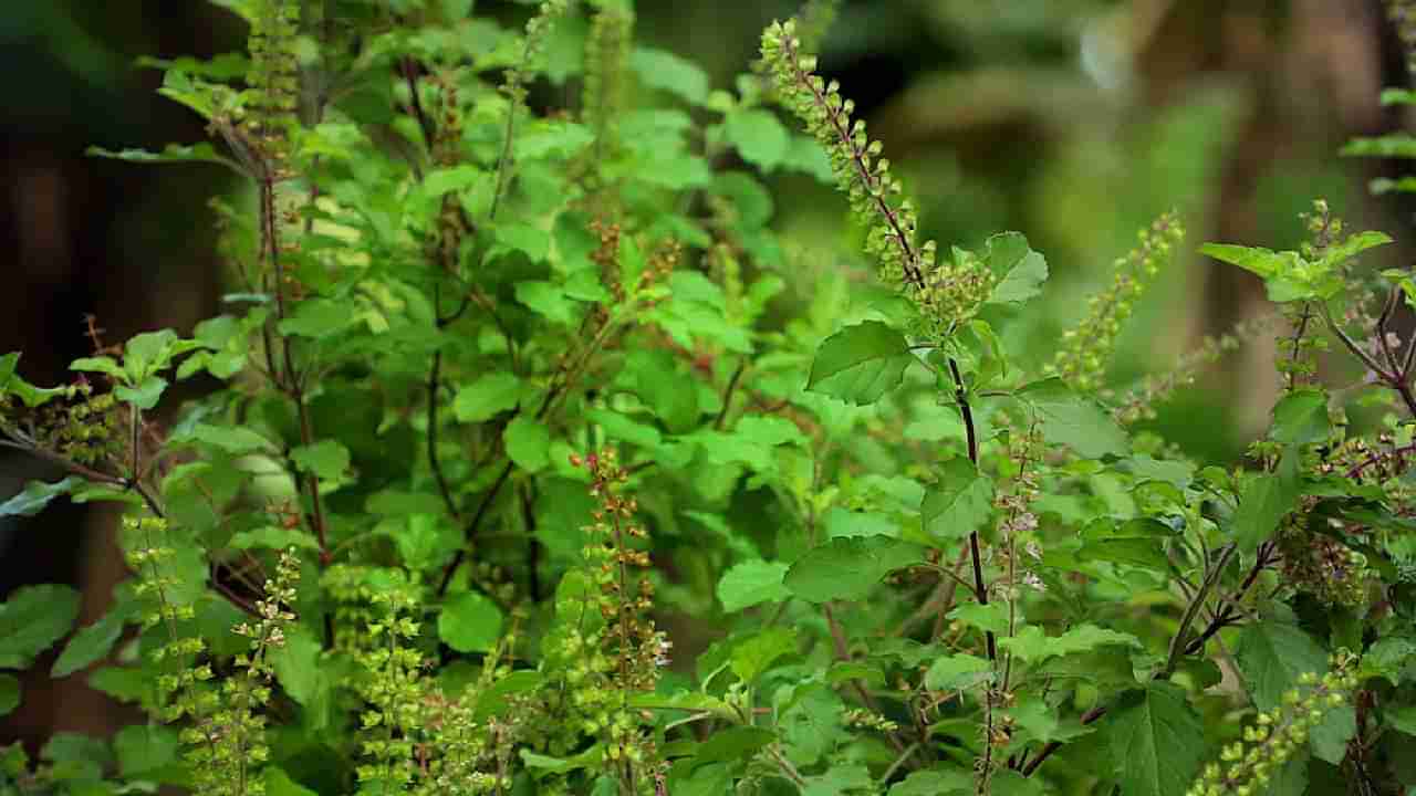 Tulsi Upay : तुळशीच्या पानांच्या या उपायांनी चमकेल भाग्य, कधीच भासणार नाही धन धान्याची कमतरता