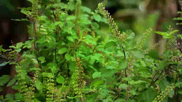Tulsi Upay : अधिकमासात अवश्य करा तुळशीचे हे प्रभावी उपाय, होतील सर्व इच्छा पूर्ण