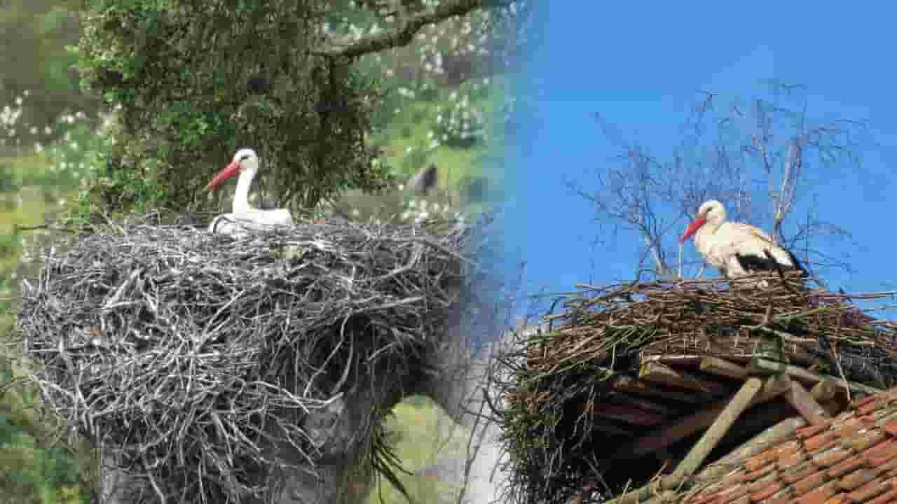 शेतात 'या' पक्ष्याचं घरटं दाखवा अन् 10 हजार रूपये मिळवा; राज्य सरकारनं काय घेतला मोठा निर्णय?