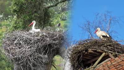 शेतात ‘या’ पक्ष्याचं घरटं दाखवा अन् 10 हजार रूपये मिळवा; राज्य सरकारनं काय घेतला मोठा निर्णय?