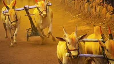 बैलगाडा शर्यतीचा मार्ग मोकळा होताच इंदापुरात भिर्रर्रर्र….; पहा शर्यतीचा थरार