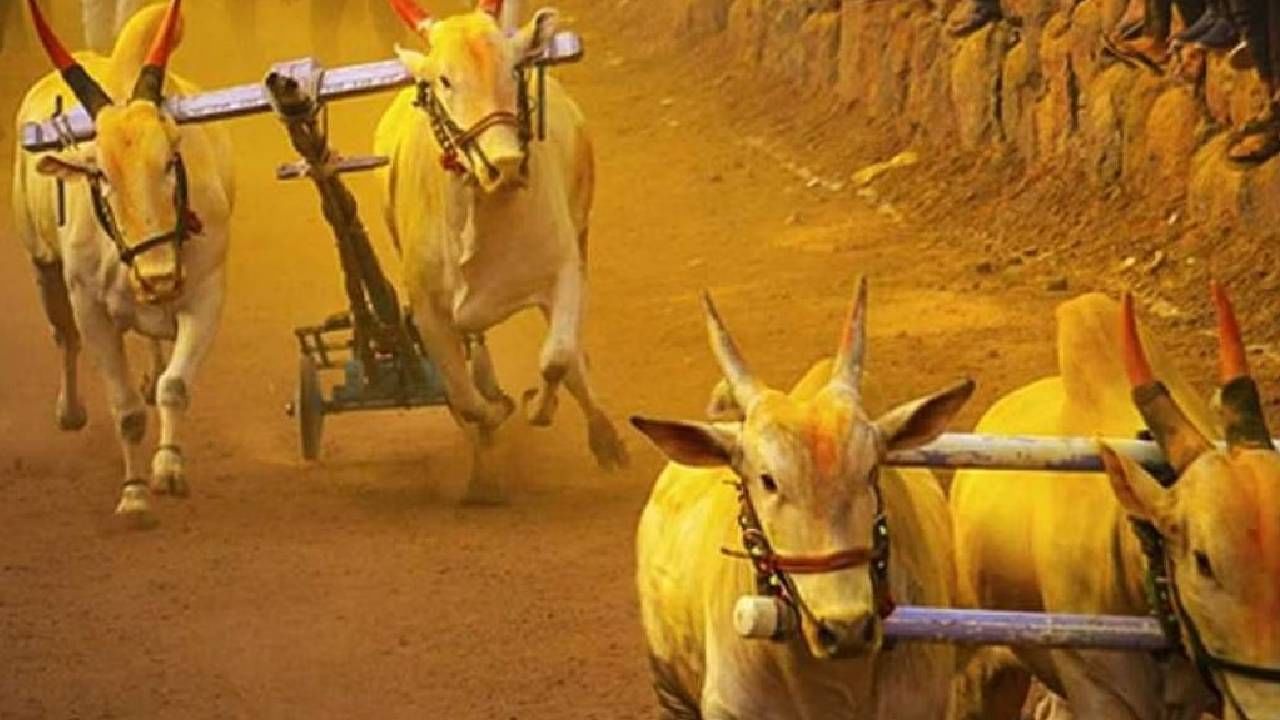 बैलगाडा शर्यत सुरु होती, इतक्यात पाऊस आला अन् किंकाळ्या उडाल्या, काय घडलं नेमकं? बैलगाडा शर्यत सुरु होती, इतक्यात पाऊस आला अन् किंकाळ्या उडाल्या, काय घडलं नेमकं?