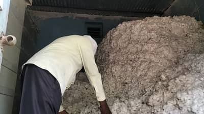 भाव वाढेल या आशेने मागच्या वर्षीचा कापूस अजून घरात, खरीपपुर्व हंगामाच्या पेरणीसाठी...