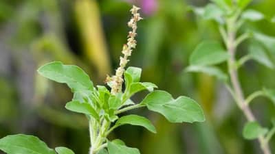 घरात लागले असतील एकापेक्षा जास्त तुळशीचे रोप, तर या गोष्टींकडे करू नका दुर्लक्ष