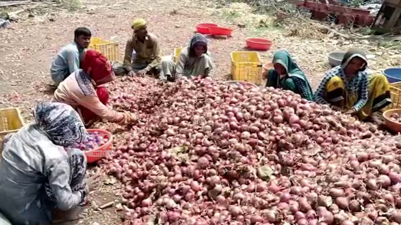 Onion Crop : कांदा टिकणार तरी कसा, आधी अवकाळी त्यानंतर उष्णतेचा फटका