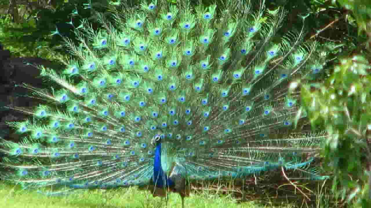 अन् असा पिसारा फुलला….. पिसारा फुलवून नाचणाऱ्या मोराचे नयनरम्य दृश्य