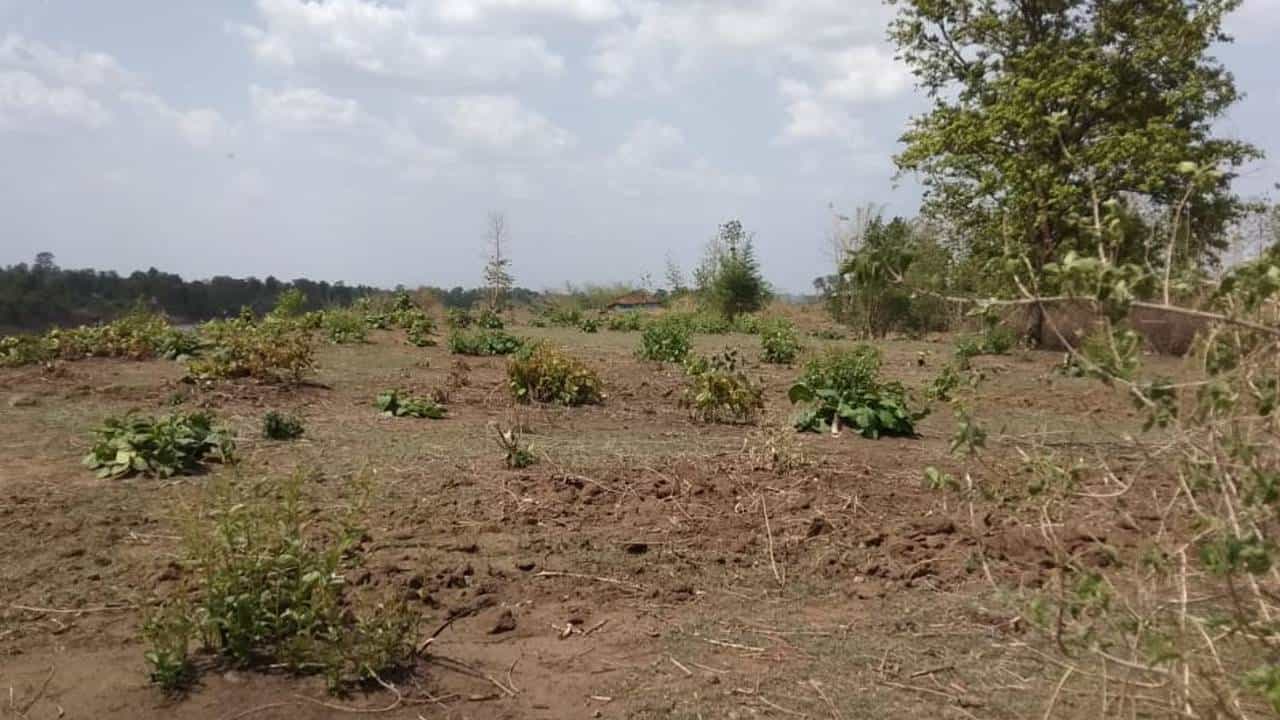जमिन वनविभागाची, दहा वर्ष मलिदा दुसऱ्यांनीच खाल्ला; विरोध अन् पोलीसांची महिलांशी झटापट