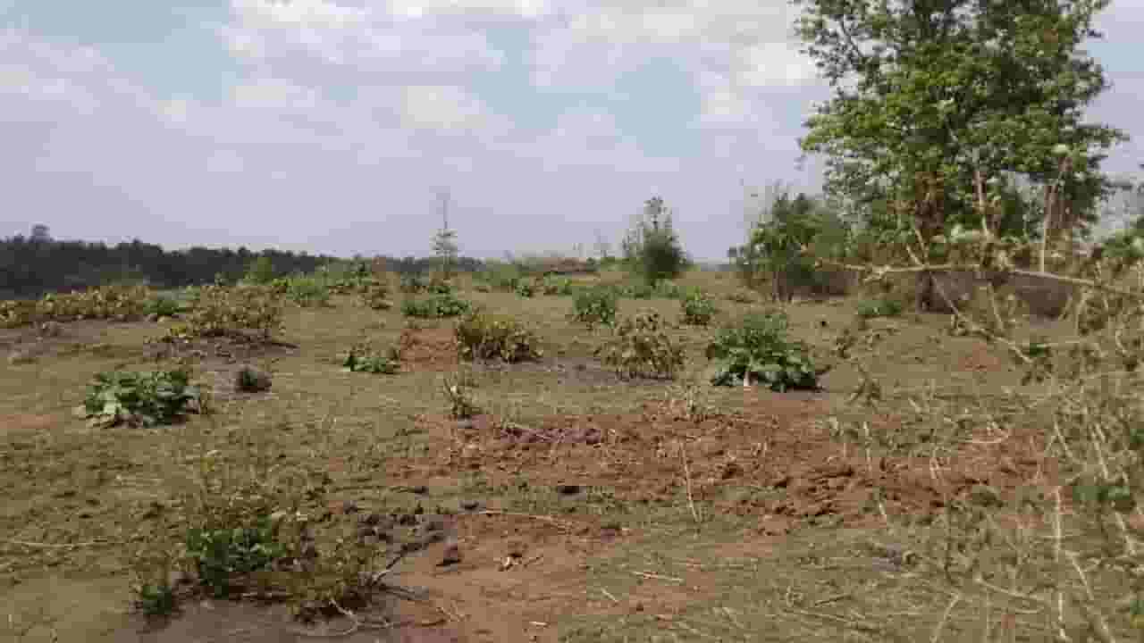 जमिन वनविभागाची, दहा वर्ष मलिदा दुसऱ्यांनीच खाल्ला; विरोध अन् पोलीसांची महिलांशी झटापट