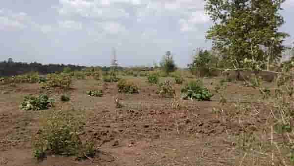 जमिन वनविभागाची, दहा वर्ष मलिदा दुसऱ्यांनीच खाल्ला; विरोध अन् पोलीसांची महिलांशी झटापट