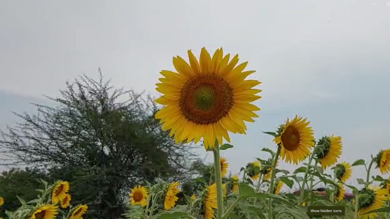 नंदुरबार जिल्ह्यात सूर्यफूलाला सात हजारपर्यंतच चांगला भाव मिळत असल्यामुळे यंदा अनेक शेतकऱ्यांनी गवा पिकाची लागवड न करता सूर्यफूल या पिकाची लागवड करण्यात आली होती. 