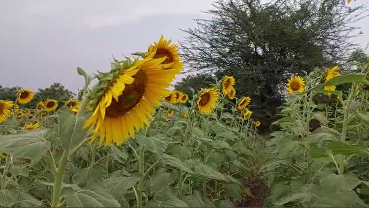  जिल्ह्यात मोठ्या प्रमाणावर सूर्यफूलची लागवड झाली असल्यामुळे आता सूर्यफूलला चांगला दर मिळत नसल्याने शेतकरी आर्थिक अडचणीत सापडला आहे. 