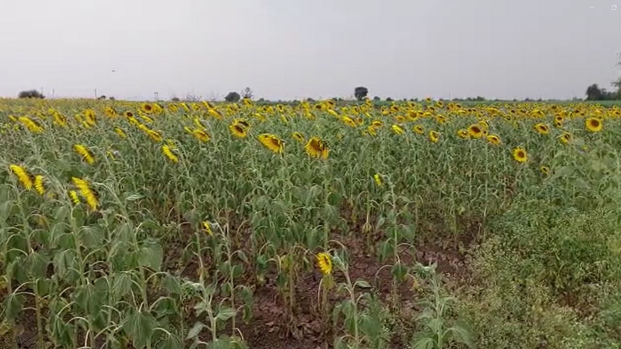 मागच्या वर्षी सूर्यफूलाला सात हजार पर्यंतच्या भाव मिळाला होता तर यावर्षी तीन हजारचा जवळपास भाव मिळत आहे. 