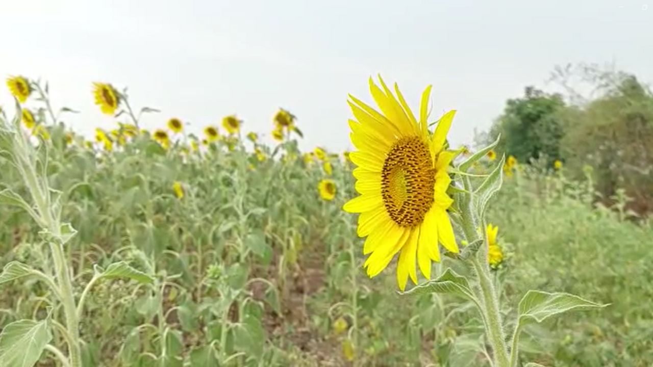 त्यामुळे शासनाने कमी प्रमाणावर घेतल्या जाणाऱ्या पिकांकडे देखील लक्ष देणे गरजेचे झालं आहे, तर सूर्यफूलला योग्य हमीभाव ठरवून द्यावी अशी मागणी शेतकरी राजा करू लागला आहे.