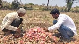 औरंगाबादच्या शेतकऱ्याने सुरू केली सफरचंदाची शेती, आधी स्ट्रॉबेरीचे उत्पन्न घेऊन रचला इतिहास