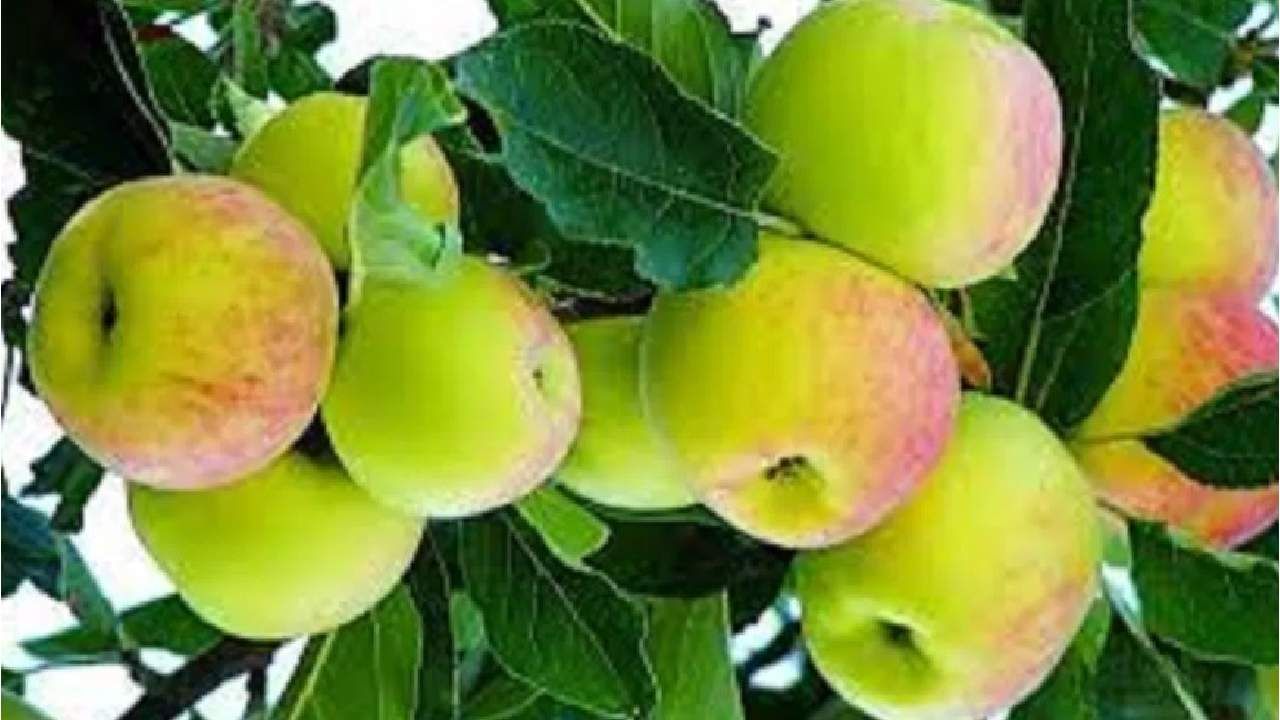 औरंगाबादच्या शेतकऱ्याने सुरू केली सफरचंदाची शेती, आधी स्ट्रॉबेरीचे उत्पन्न घेऊन रचला इतिहास