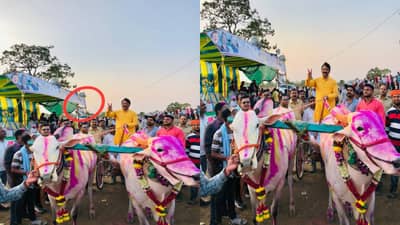 शर्यत कसली ? बैलगाडाची की मानाच्या गदा चोरीची, आमदारांच्या डोक्याला नको तो ताप