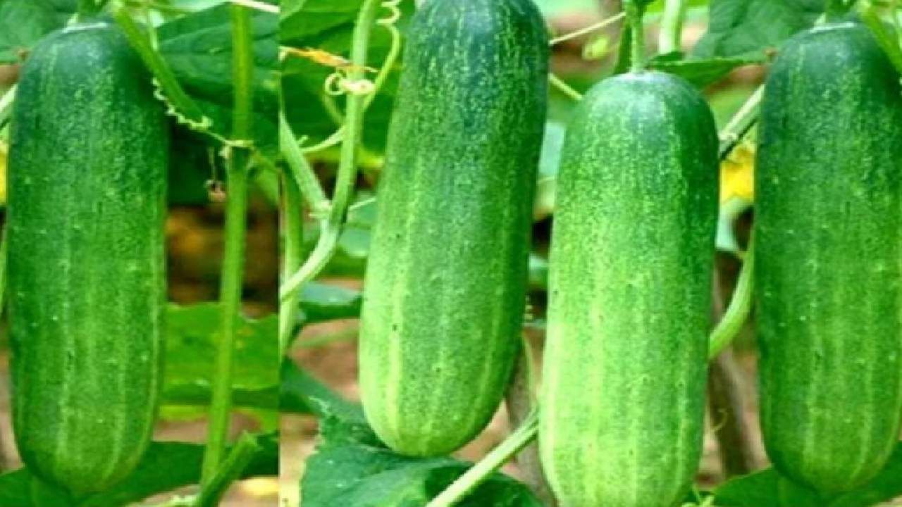 पॉलीहाऊसमध्ये शेती करणारा शेतकरी मालामाल, महिन्याला कमावतो १ लाखाचे पॅकेज Marathi News A