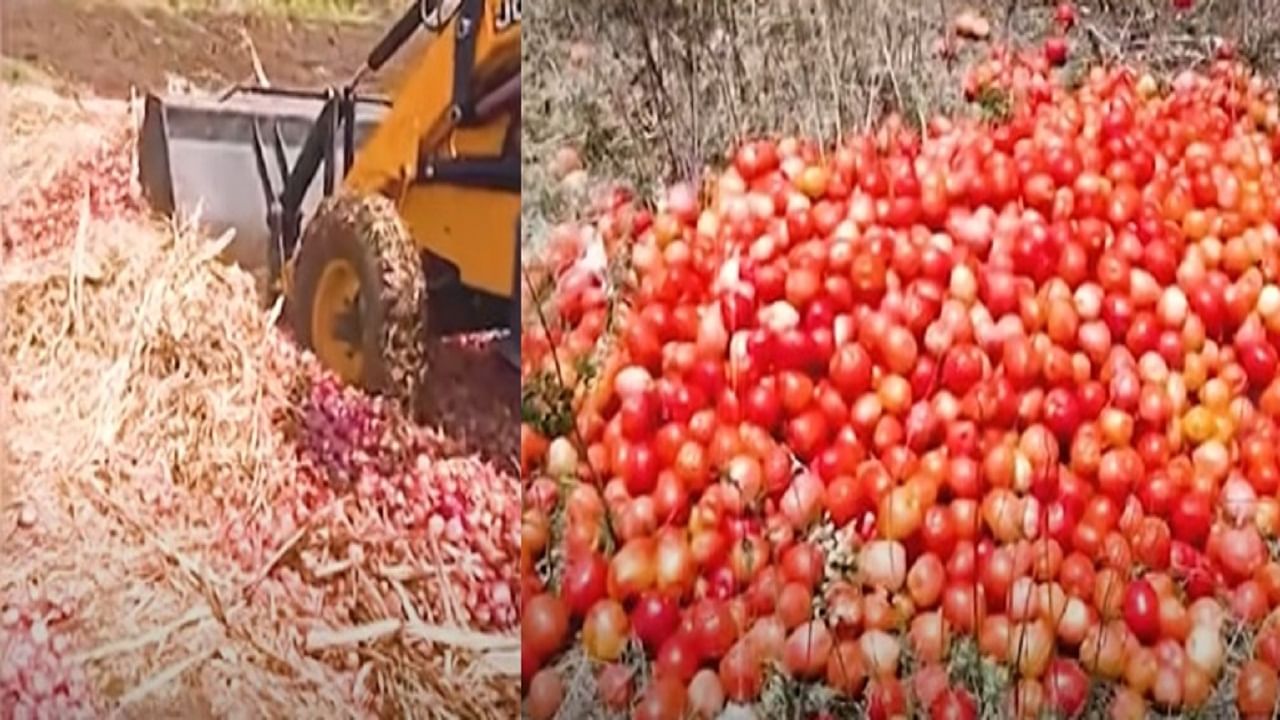 Special Report | टोमॅटोचा चिखल अन् कांद्यामुळे डोळ्यात पाणी; शेतकऱ्याला कुणी वालीच नाही?